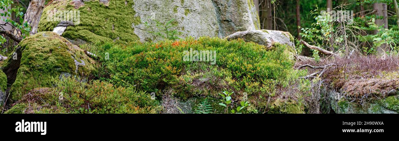 Vista panoramica di un terreno forestale con rocce, arbusti di mirtillo, muschio e legno morto nella regione Waldviertel (Forestquarter), Austria Foto Stock