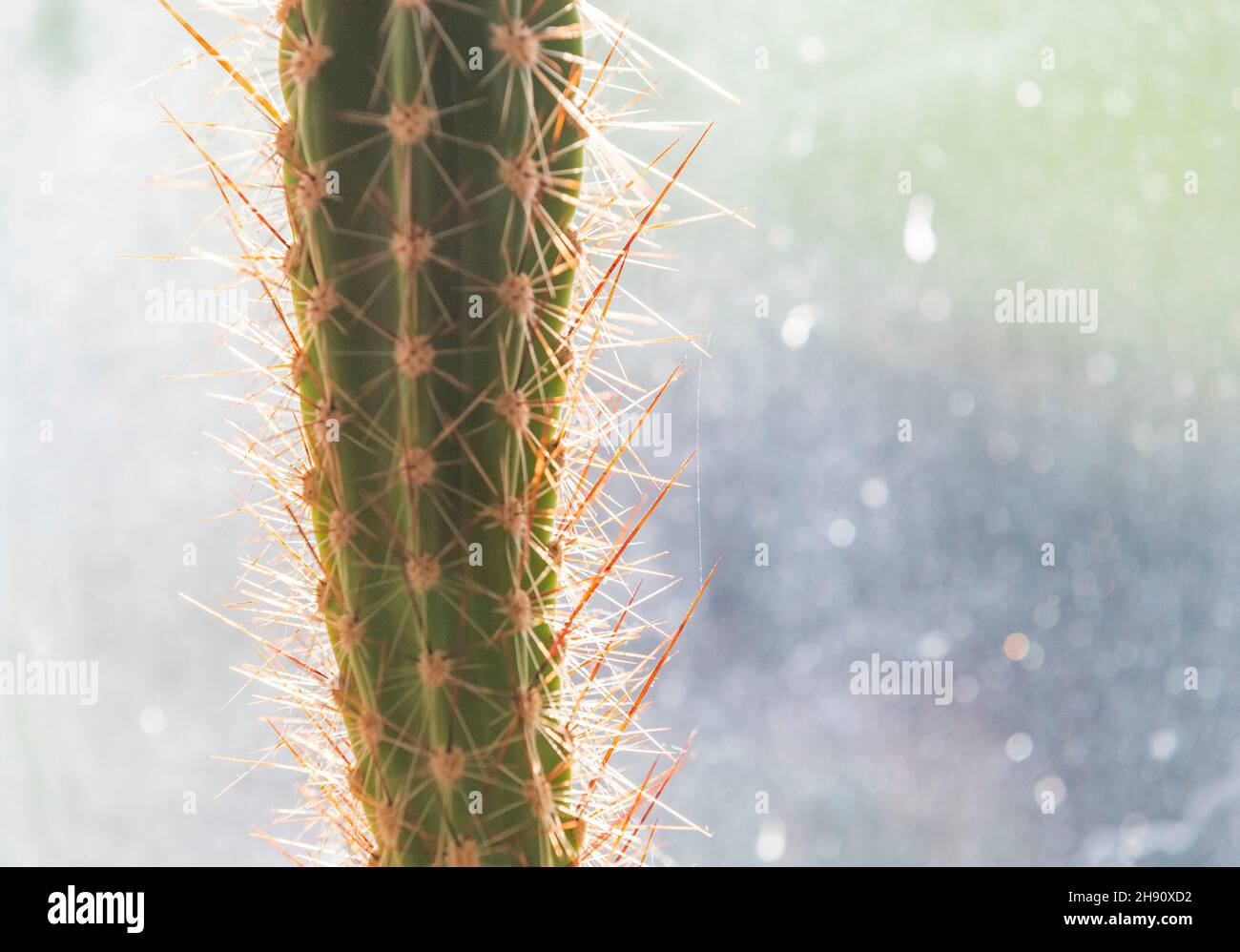 Stabilimento di Cactus. Far fronte a calore e condizioni asciutte i cactus sono ideali per le famiglie moderne e poco manutenzione. Foto Stock