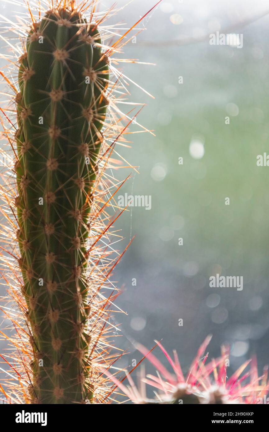 Stabilimento di Cactus. Far fronte a calore e condizioni asciutte i cactus sono ideali per le famiglie moderne e poco manutenzione. Foto Stock