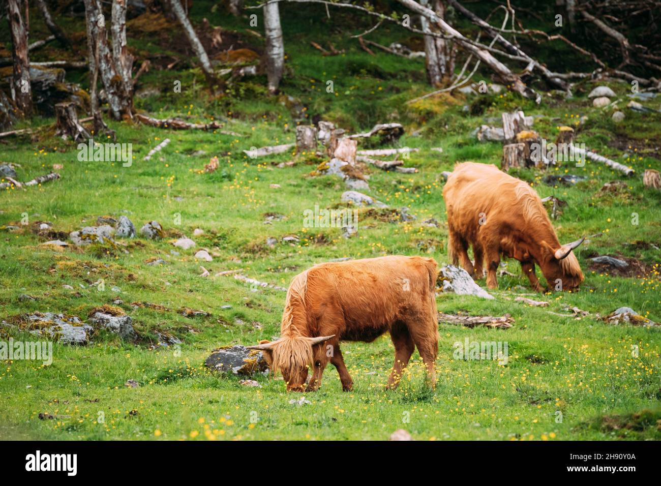 Highland bovini le mucche pascolano su un estate pascolo del bestiame. Scottish bovini di razza nella giornata d'estate. Foto Stock