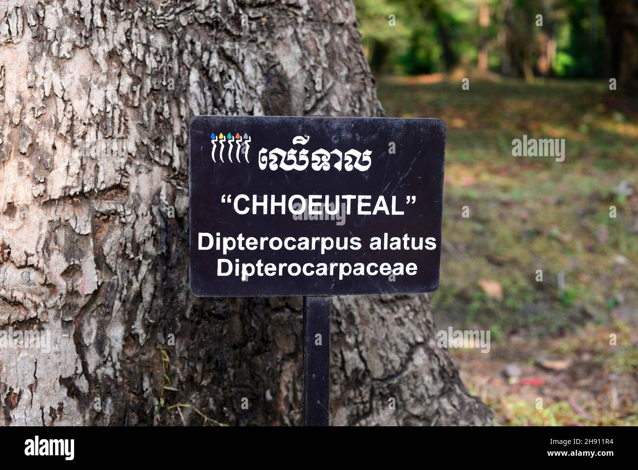 L'albero di resina (Dipterocarpus alatus) è un albero sempreverde originario dell'Asia meridionale. Questa foto è stata scattata a Siem Reap, Cambogia. Foto Stock
