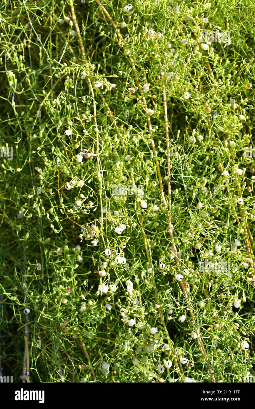 L'orchiaia arbustiva (Ephedra foliata o Ephedra ciliata) è un arbusto originario dell'Africa settentrionale e dell'Asia occidentale. Foto Stock