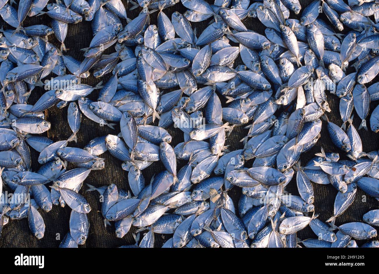 Makassar o Ujung Pandang, dettaglio di pesce essiccato. Sulawesi, Indonesia. Foto Stock