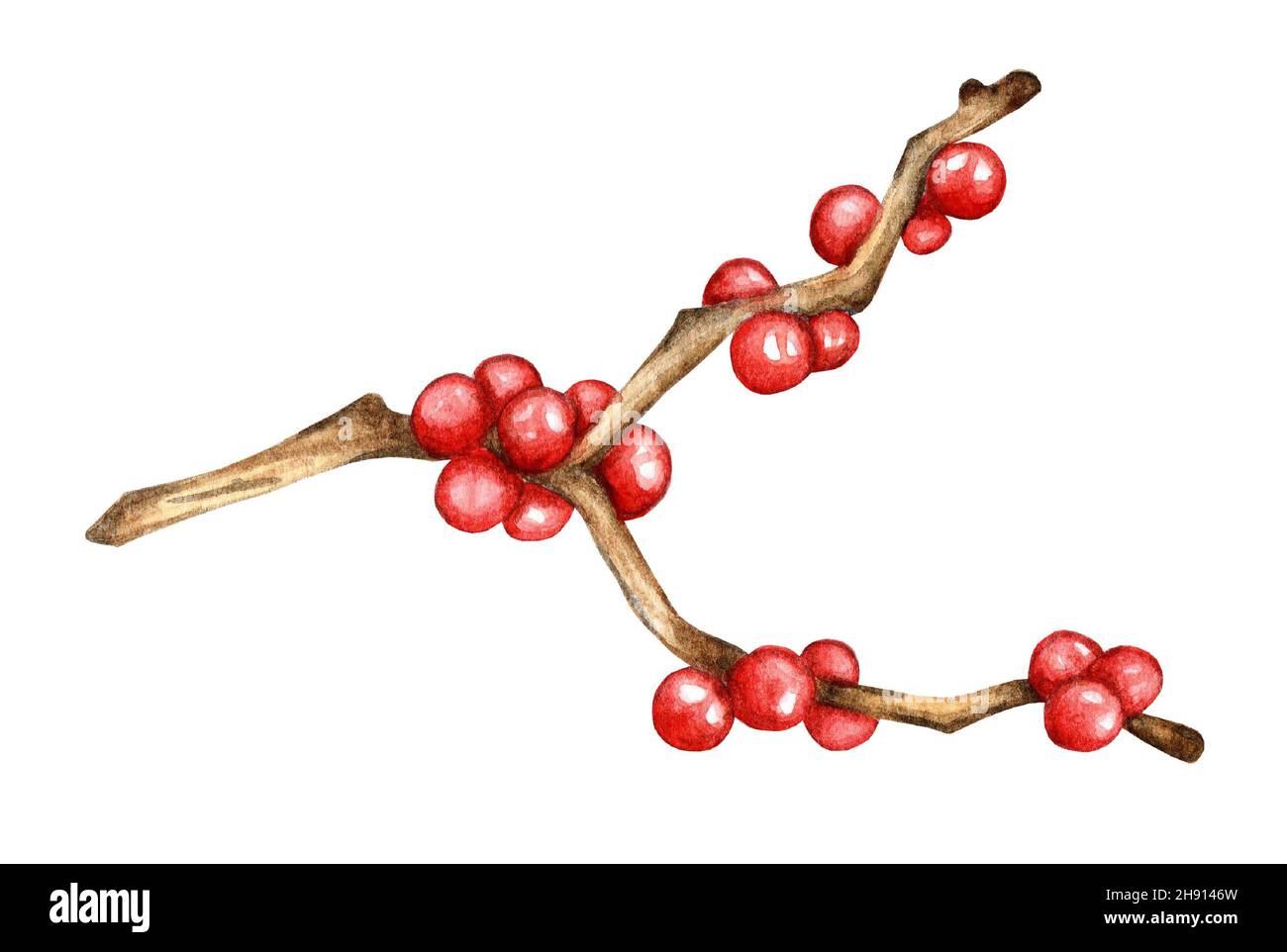 Disegno realistico di Holly, ramo di Ilex con bacche rosse, mistletoe. Decorazioni per Natale e Capodanno. Ramoscello acquerello con bacche rosse. Isolato su w Foto Stock