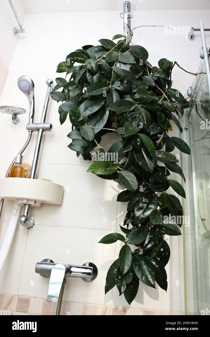 Fiore appeso nella doccia Foto Stock