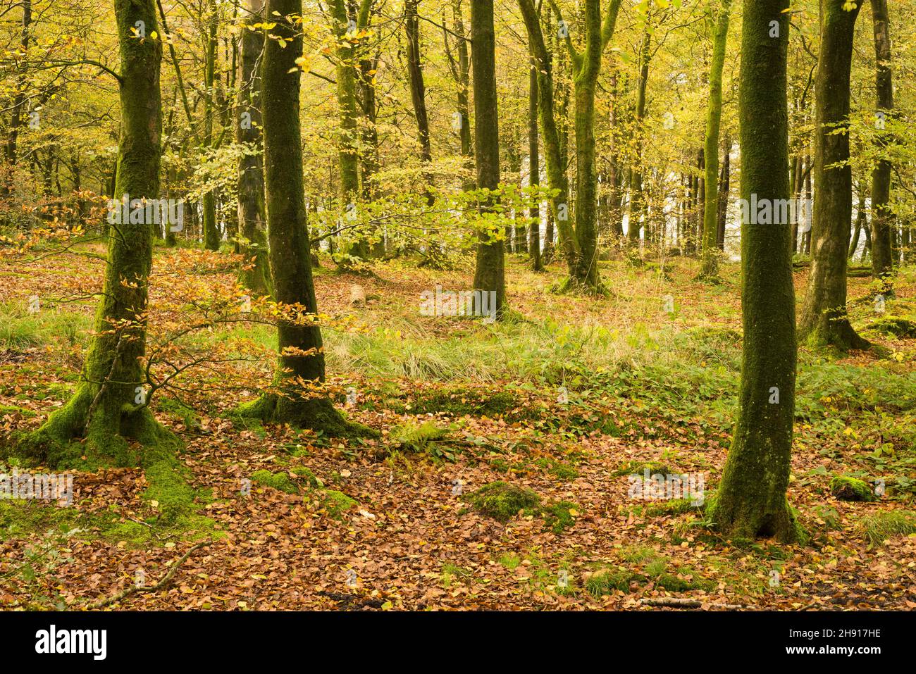 Faggio comune (Fagus sylvatica) alberi di colore autunnale a Beacon Hill Wood nelle colline Mendip vicino Shepton Mallet, Somerset, Inghilterra. Foto Stock