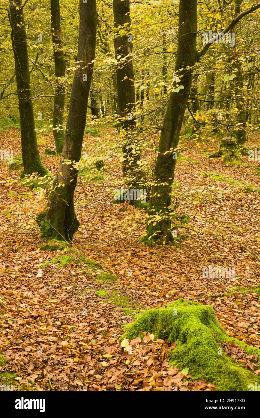 Faggio comune (Fagus sylvatica) alberi di colore autunnale a Beacon Hill Wood nelle colline Mendip vicino Shepton Mallet, Somerset, Inghilterra. Foto Stock