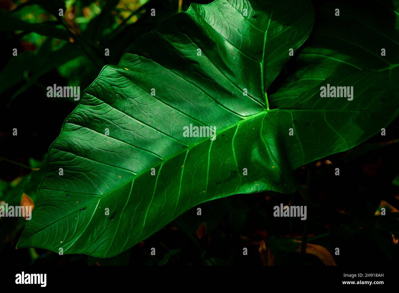 Primo piano fresco elefante foglia auricolare nella foresta Foto Stock