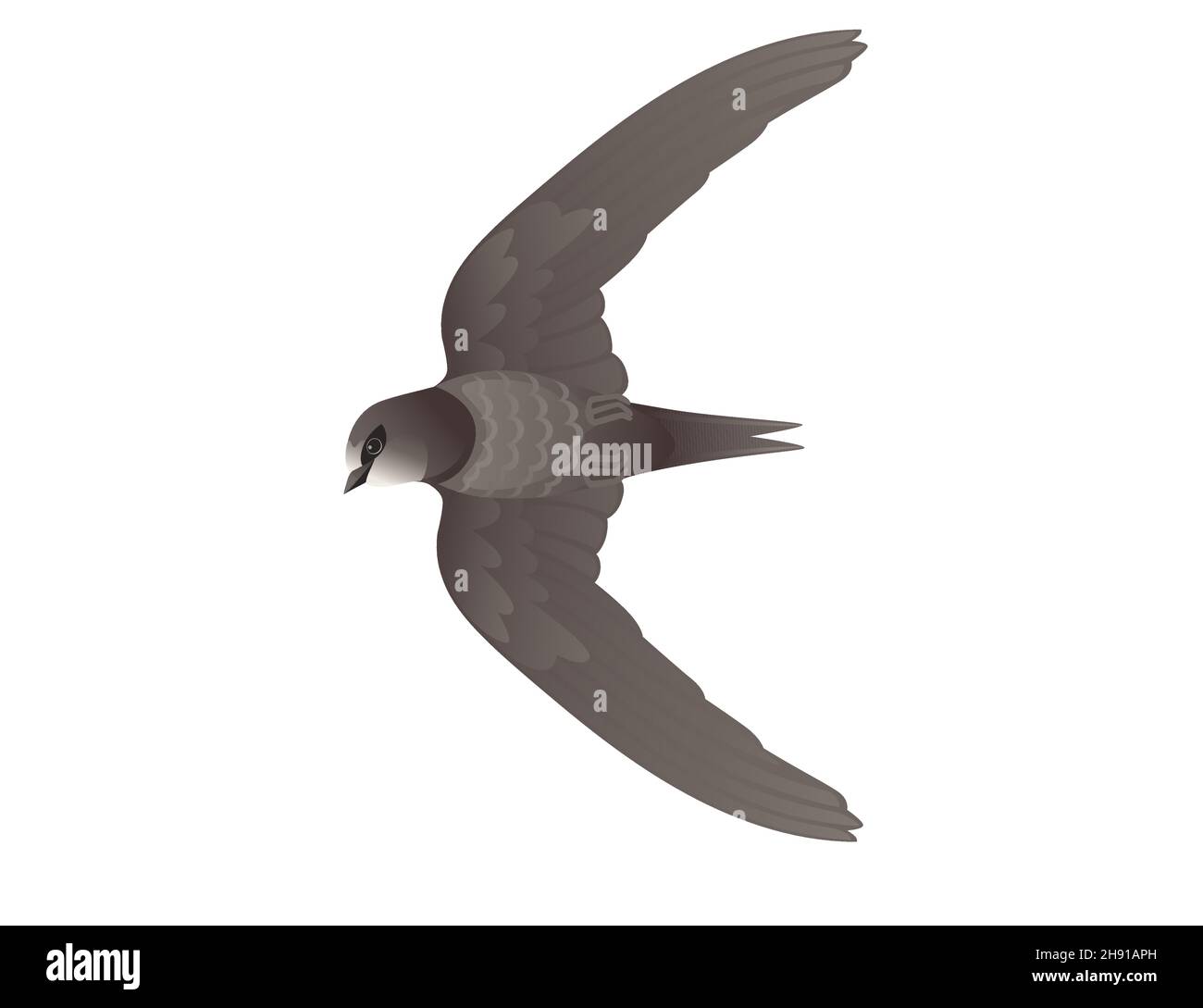 Cute nero Swift volare su sfondo bianco cartone animato uccello disegno animale Illustrazione Vettoriale