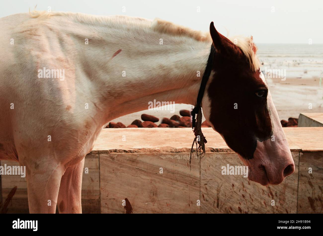 Un bel cavallo che aspetta da solo sulla spiaggia. Foto Stock