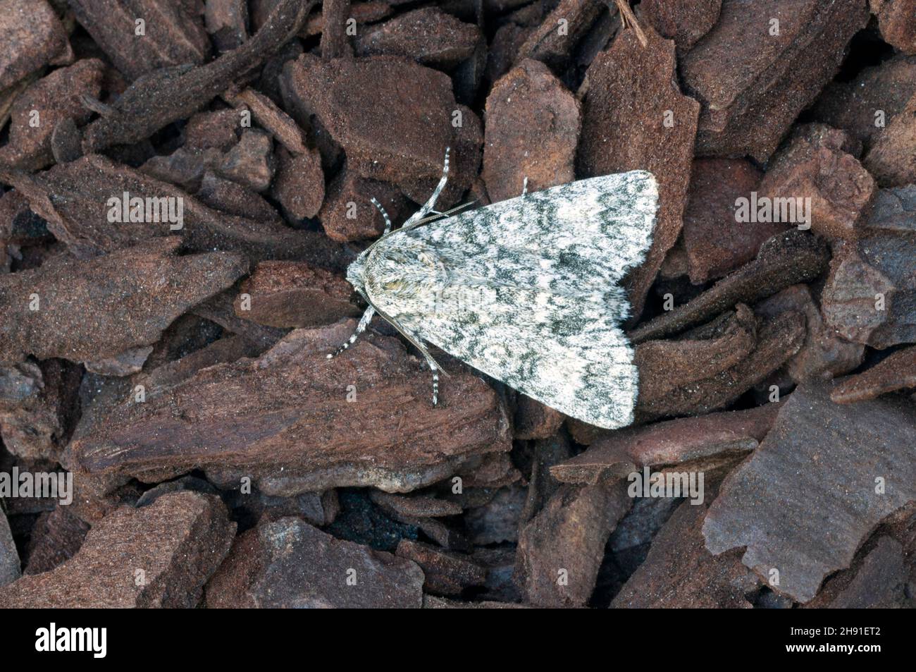 Coronet moth Foto Stock