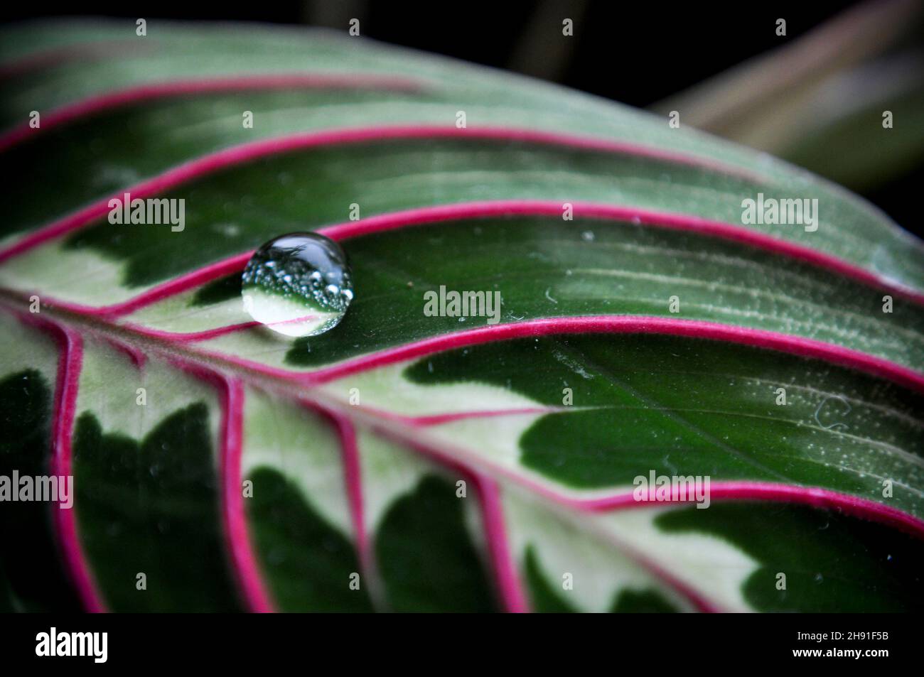 Una singola goccia d'acqua su una pianta di preghiera (Maranta Calathea rossa) Foto Stock