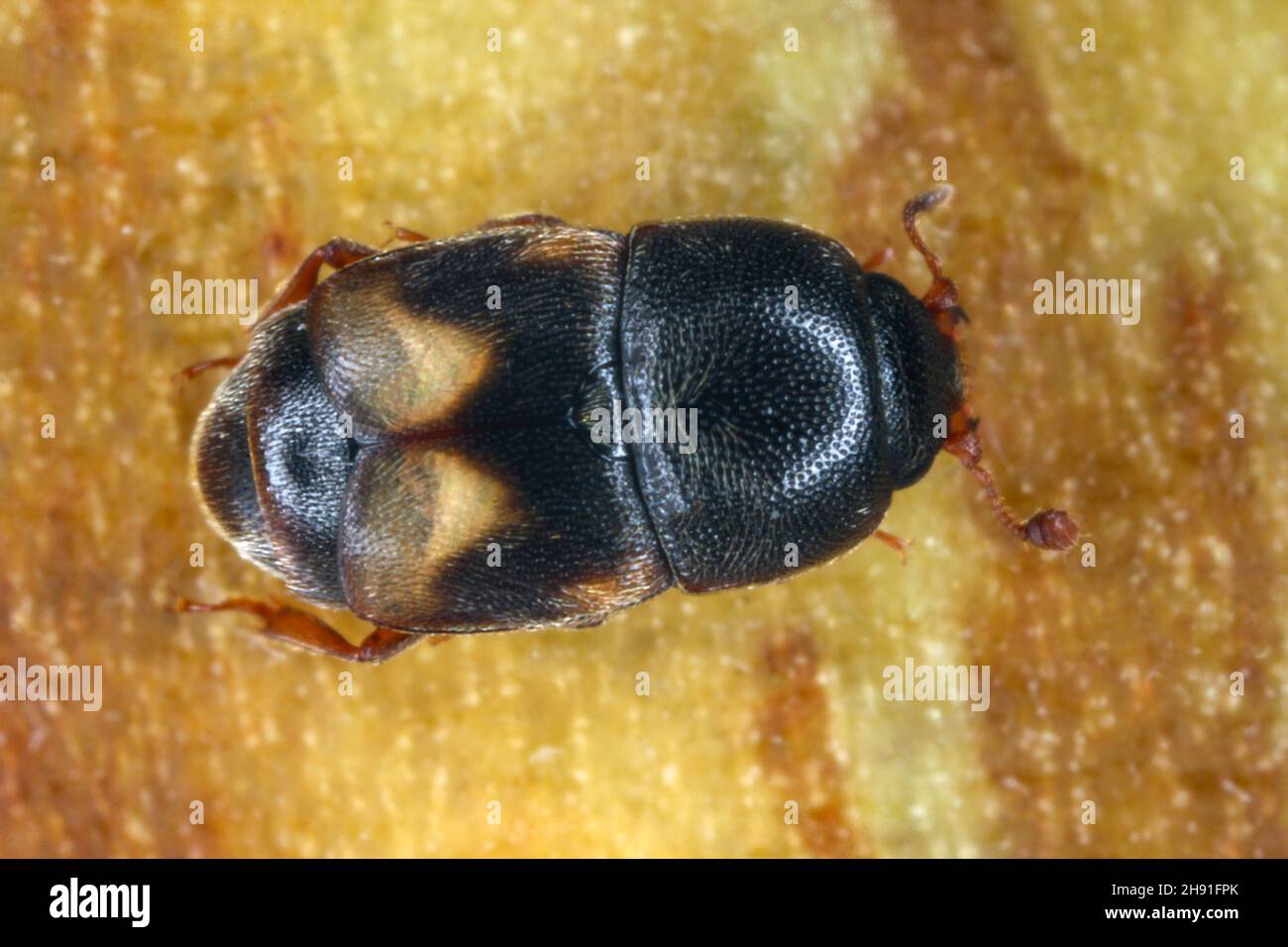 Il coleottero di frutta secca Carpophilus hemipterus (famiglia Nitidulidae) Foto Stock