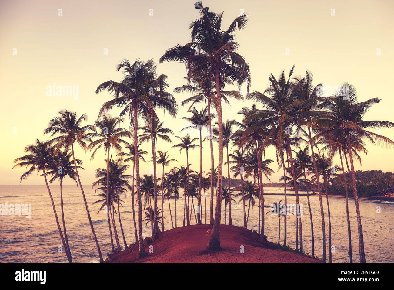 Isola tropicale con palme da cocco all'alba, tonificante applicato, Sri Lanka. Foto Stock