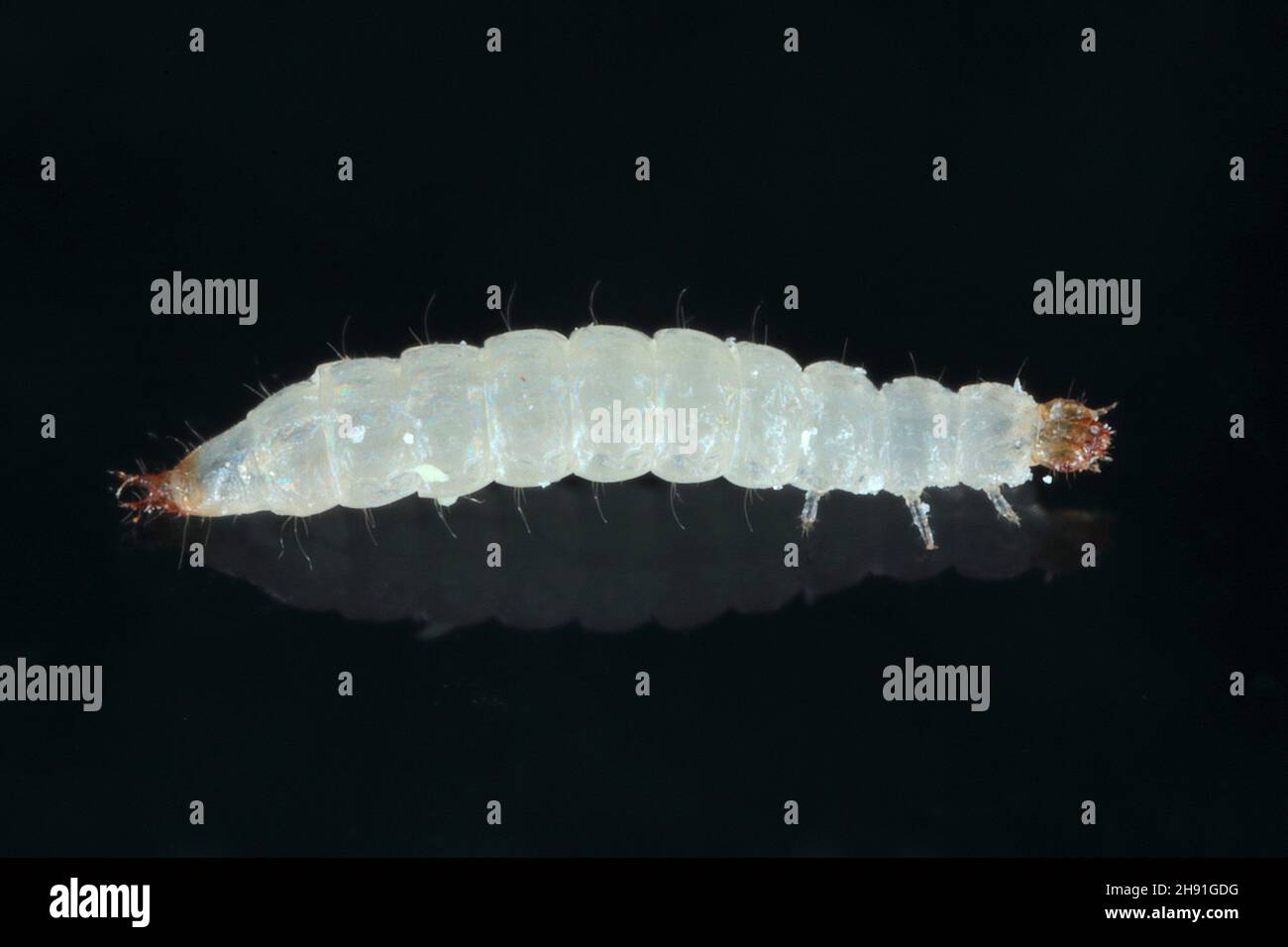 La larva del coleottero Cryptolestes ferrugineus è un coleottero della famiglia dei Laemophloeidae. Foto Stock