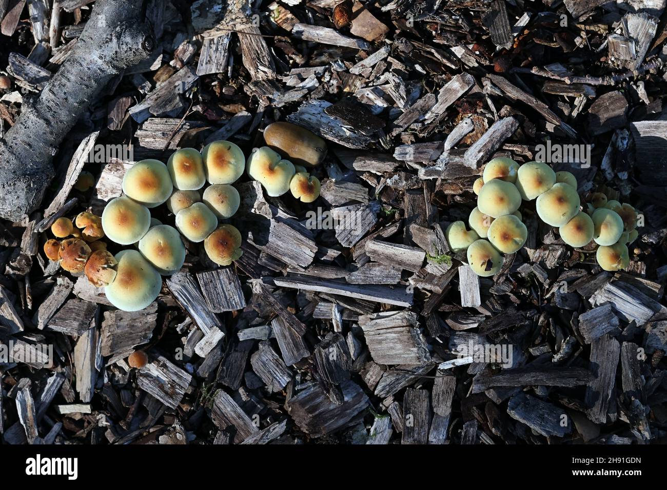 Hypholoma fasciculare, noto come tuft di zolfo, tuft di zolfo o amante del legno raggruppato, fungo selvatico dalla Finlandia Foto Stock