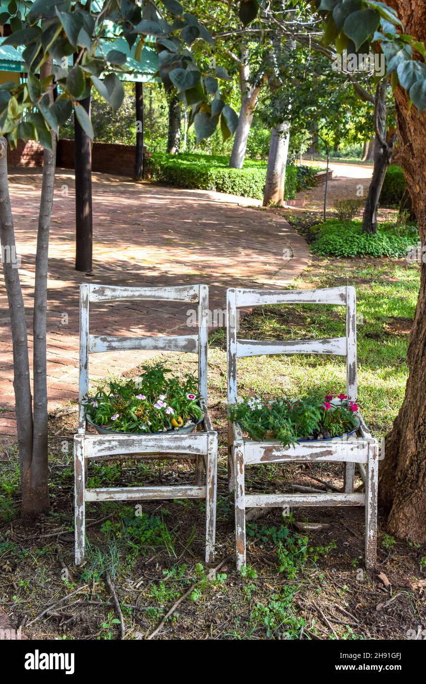 Piante su due sedie vintage con vernice bianca pealing usata per decorazione esterna della casa come un piccolo giardino progettato per spazi ristretti Foto Stock