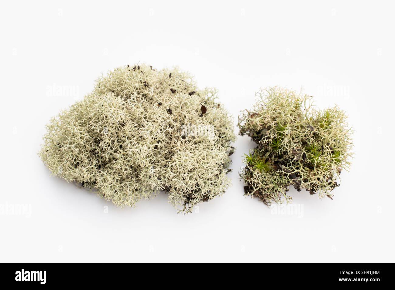 Lichen isolato su sfondo bianco. Prunastri di Evernia Foto Stock