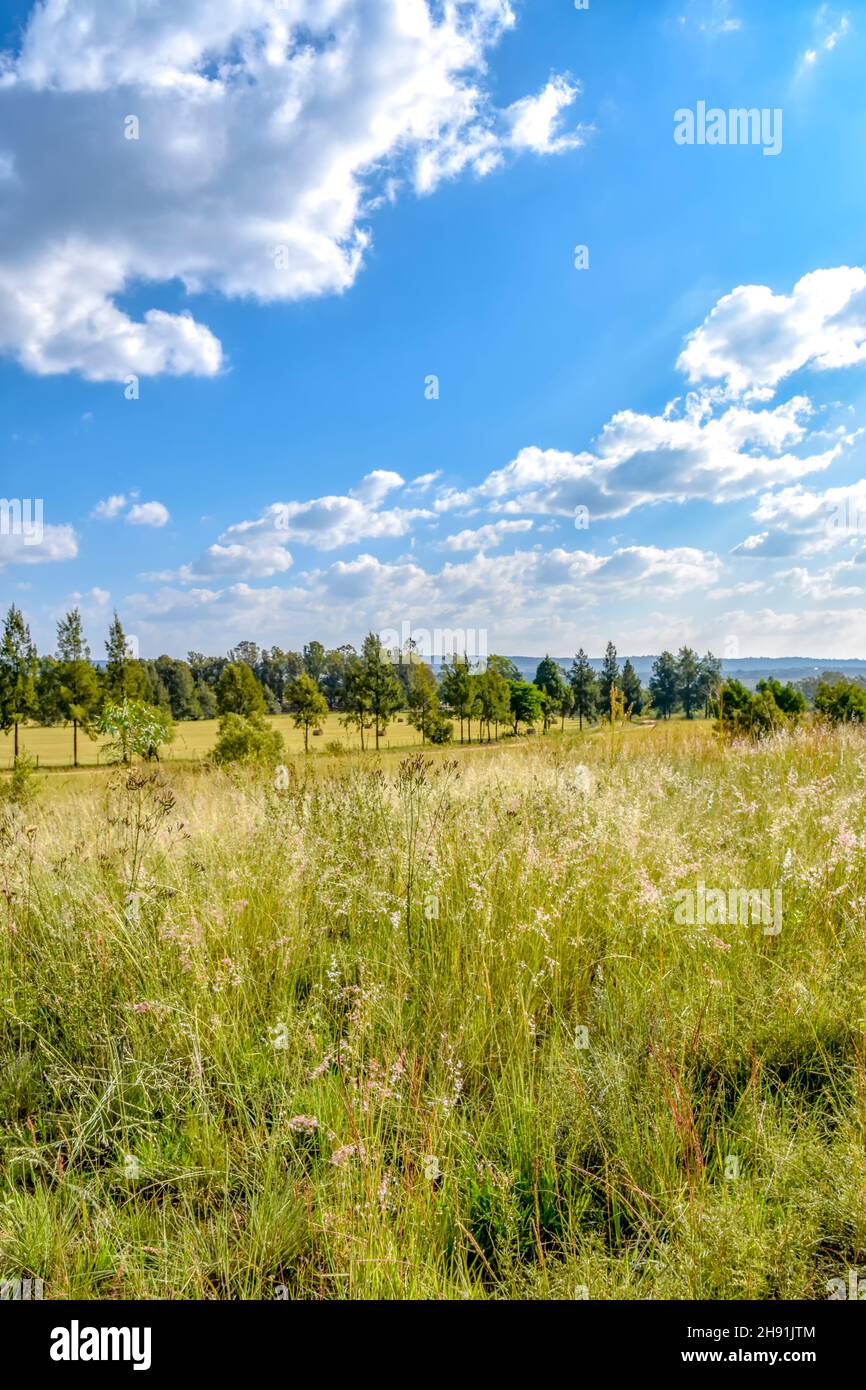 Una vista paesaggistica in Pretoria Sud africa orientale con alberi all'orizzonte prati e un cielo blu con nuvole e colline sullo sfondo su un luminoso Foto Stock