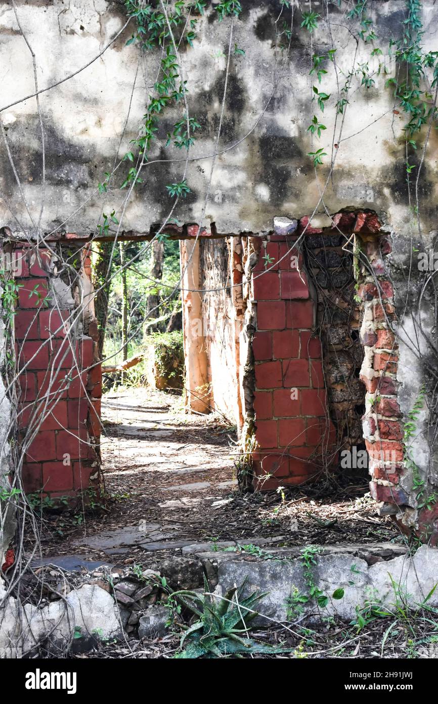 Abbandonate rovine di mattoni di una vecchia o vintage fattoria superficie muro di primi coloni in Pretoria Sud Africa orientale è cresciuto con alberi in una foresta Foto Stock
