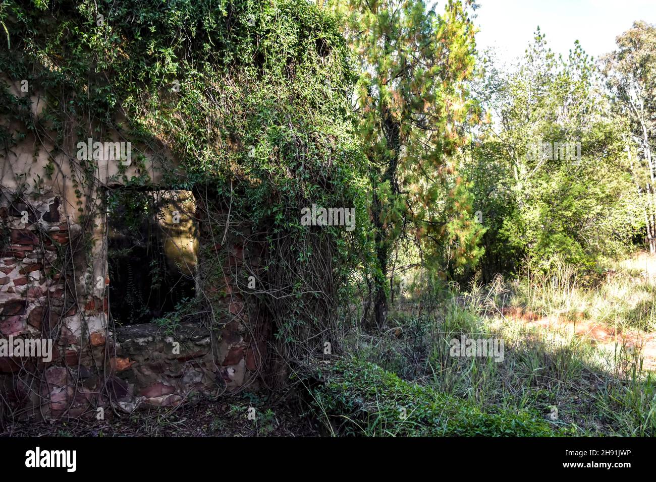 Abbandonate rovine di mattoni di una vecchia o vintage fattoria superficie muro di primi coloni in Pretoria Sud Africa orientale è cresciuto con alberi in una foresta Foto Stock