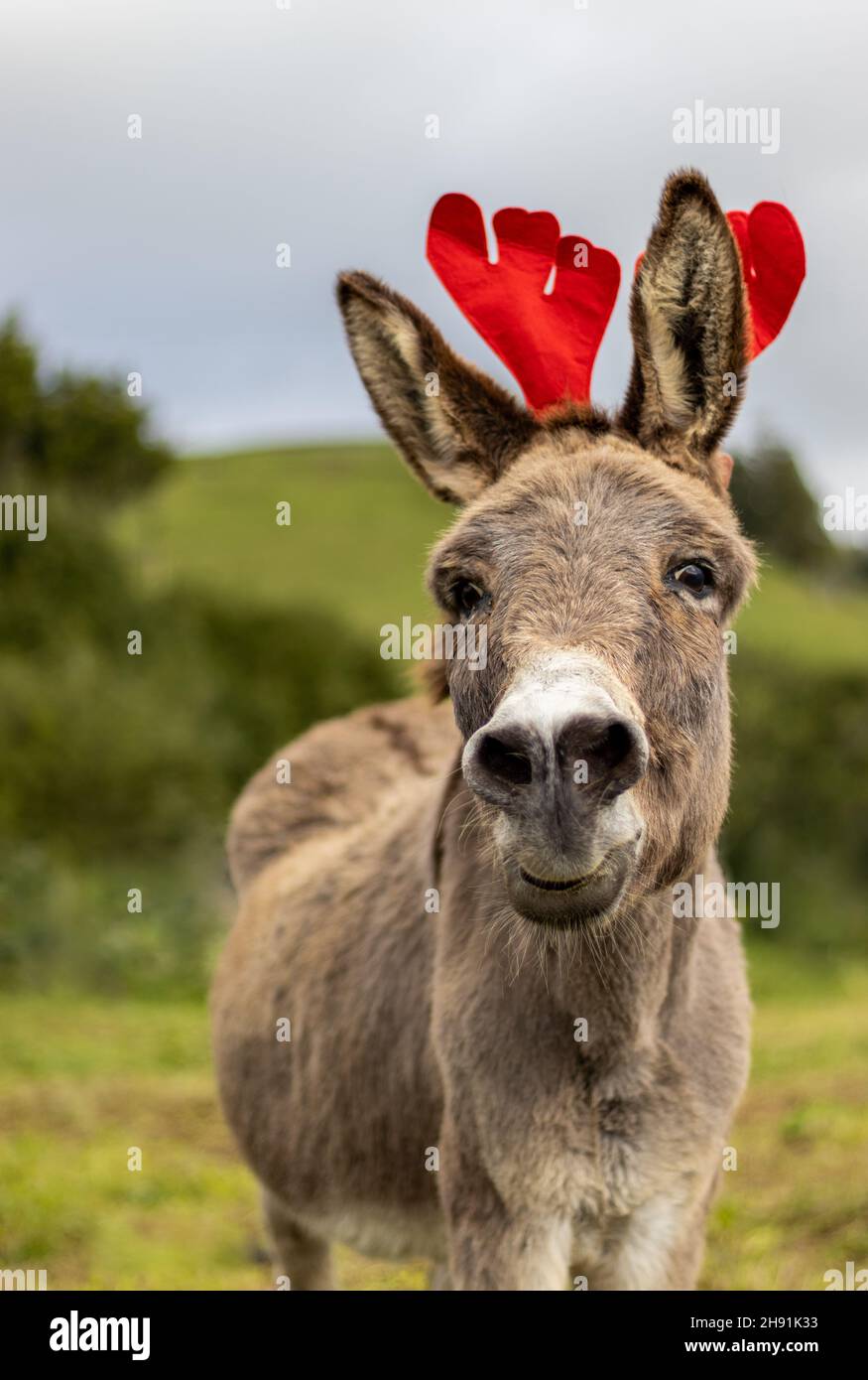 Asino con decorazione di Natale sulla testa, cute e soffice, chiamata, animali. Foto Stock