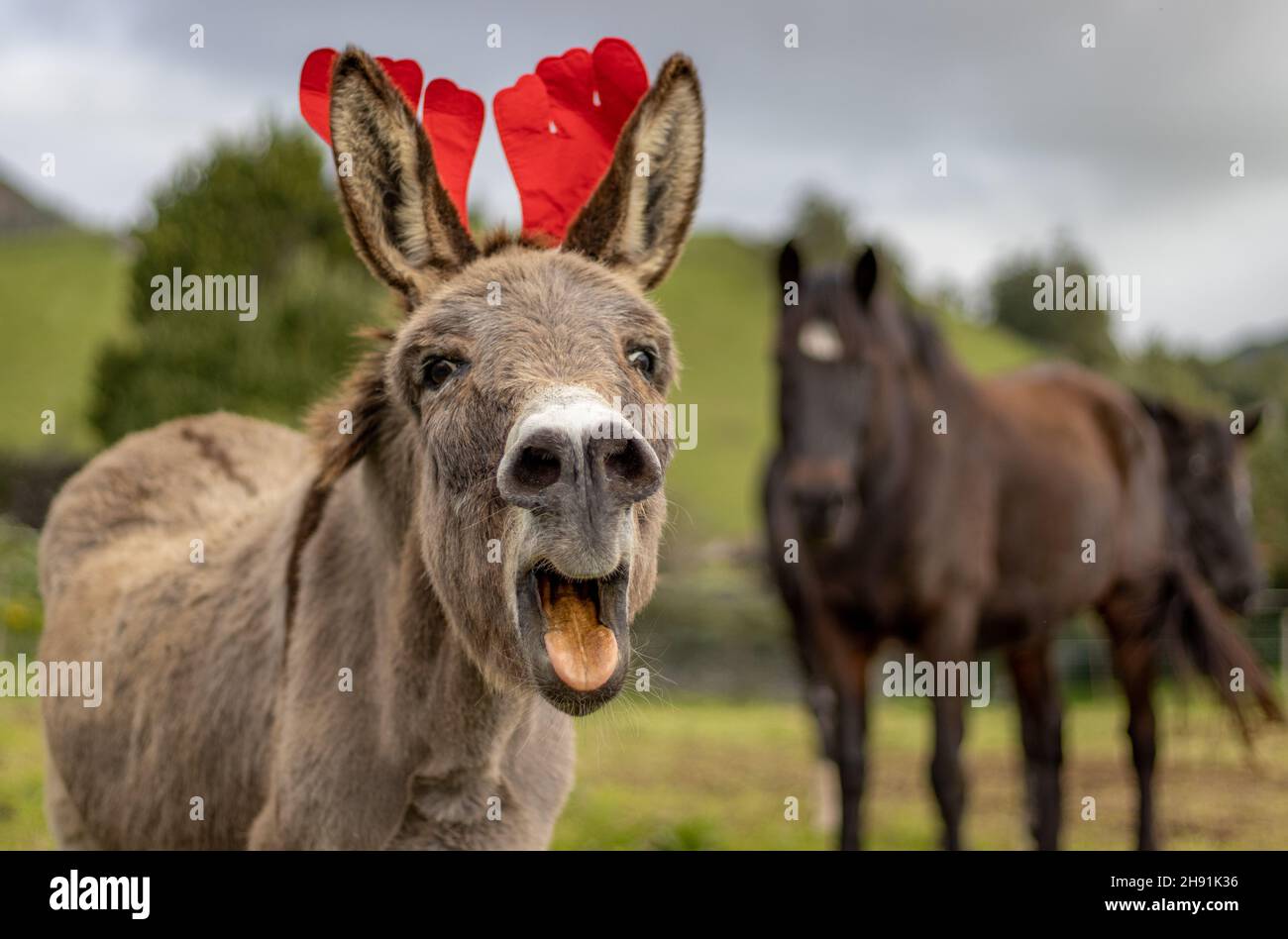 Asino con decorazione di Natale sulla testa, cute e soffice, chiamata, animali. Foto Stock