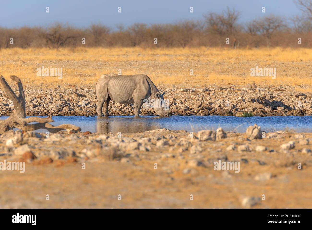 Rinoceronte nero (Diceros bicornis) bere. Parco Nazionale di Etosha, Namibia Foto Stock