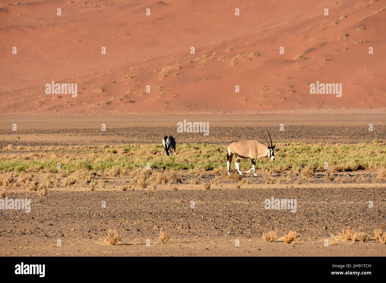 Un'orice o gemsbok nei campi vicino alle famose dune di sabbia nell'area del parco Namib-Naukluft in Namibia Sud Africa Foto Stock