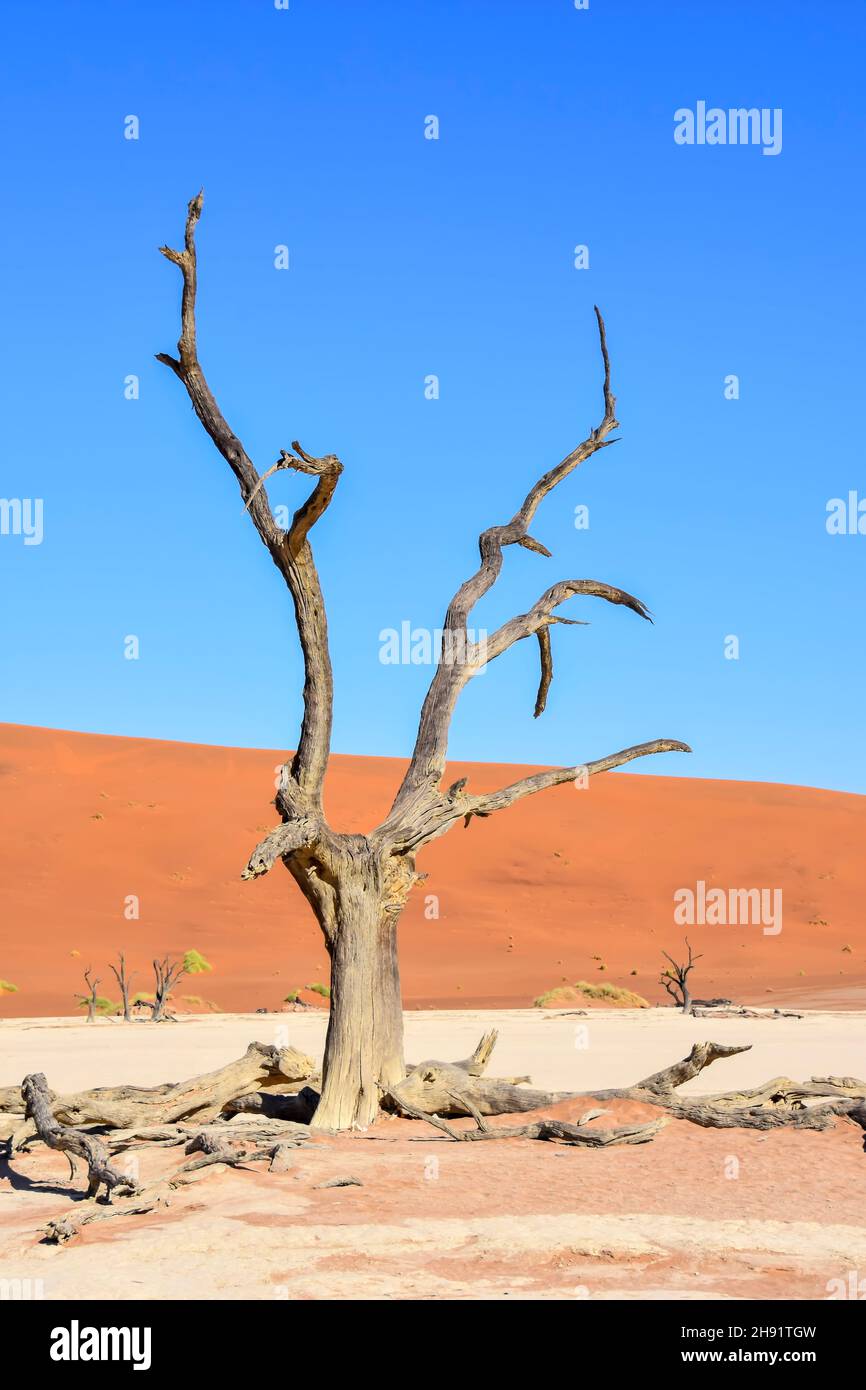Albero morto in morti o dry lake vicino alle famose dune di sabbia del Parco Namib-Naukluft area in Namibia Africa australe Foto Stock