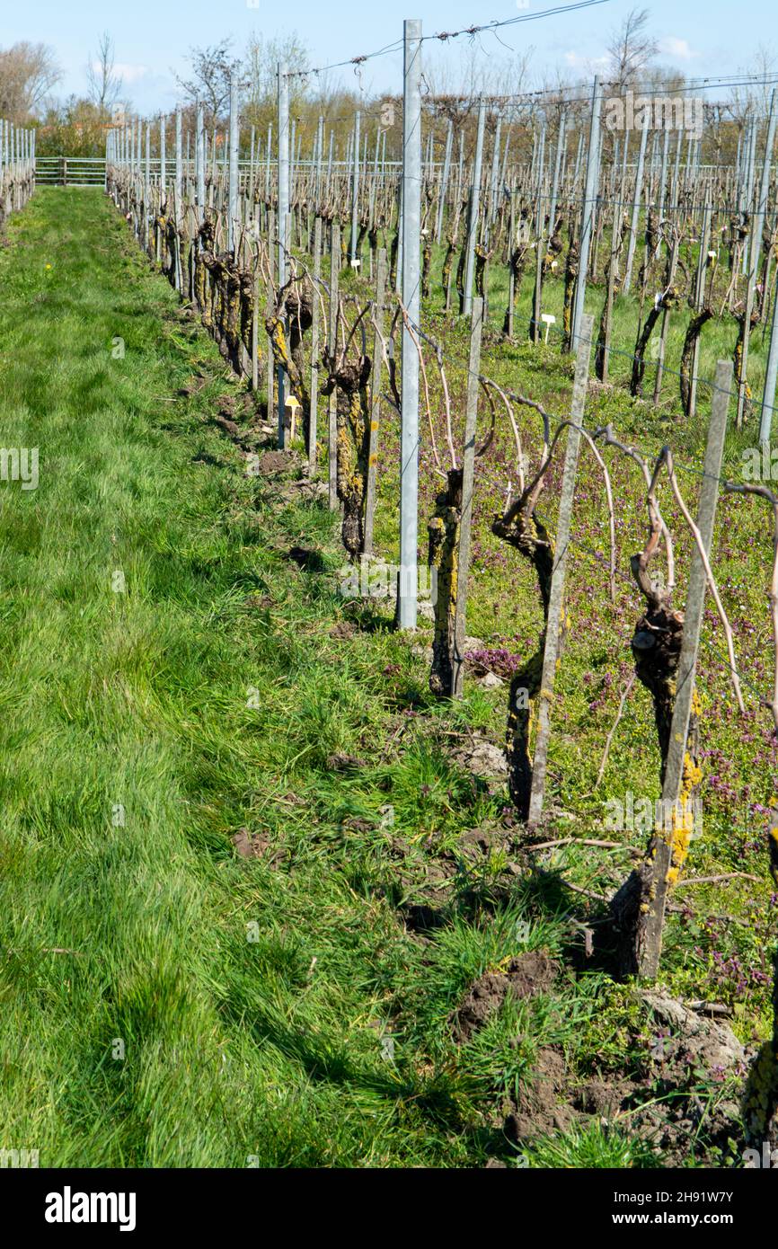 Produzione di vini bianchi e rosati su vigneti olandesi, filari di piante d'uva in primavera, Zelanda, Paesi Bassi Foto Stock