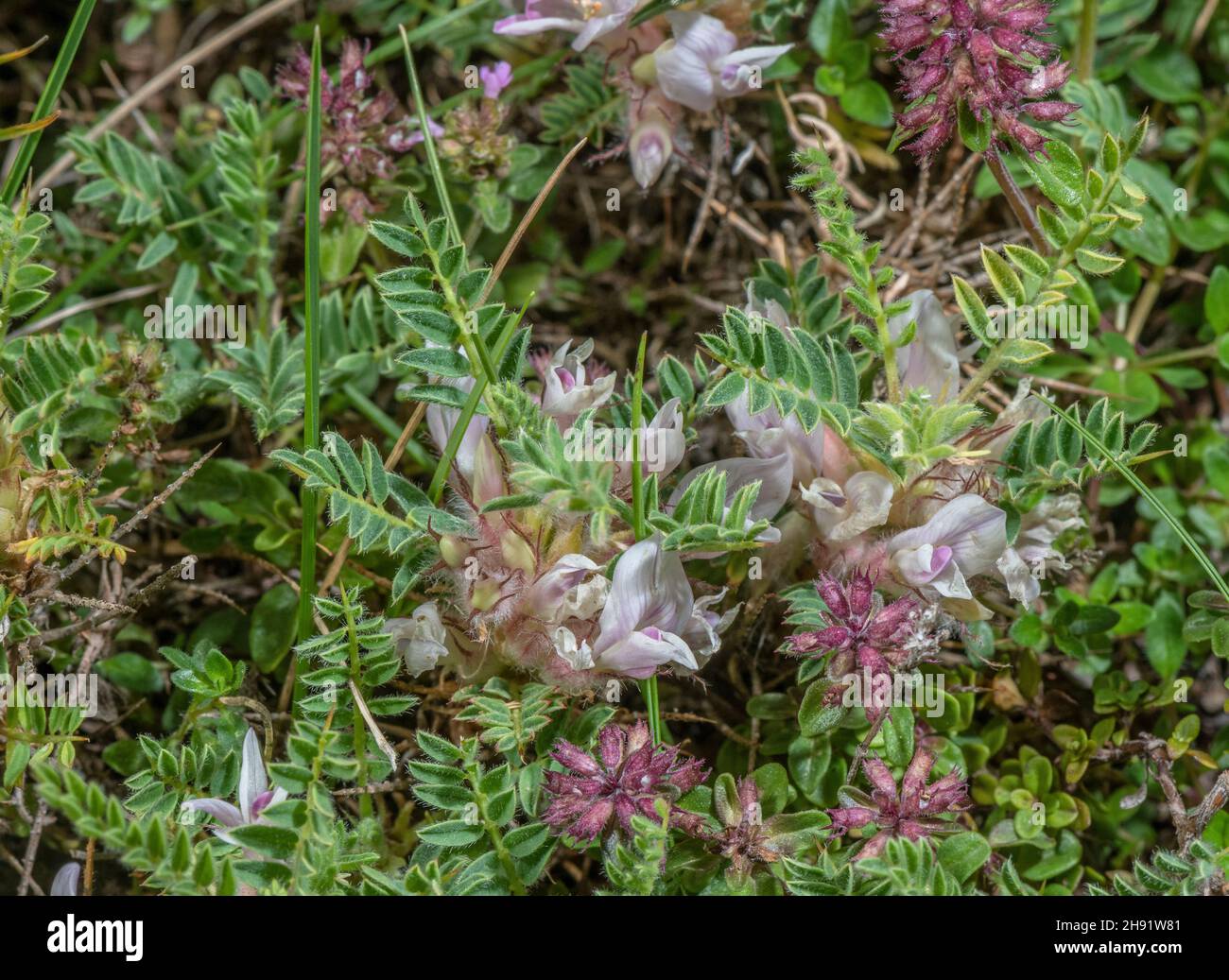 Montagna tragacanth, Astragalus sempervirens, in fiore, Alpi francesi. Foto Stock