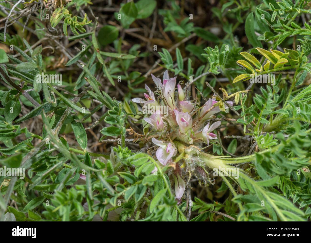 Montagna tragacanth, Astragalus sempervirens, in fiore, Alpi francesi. Foto Stock
