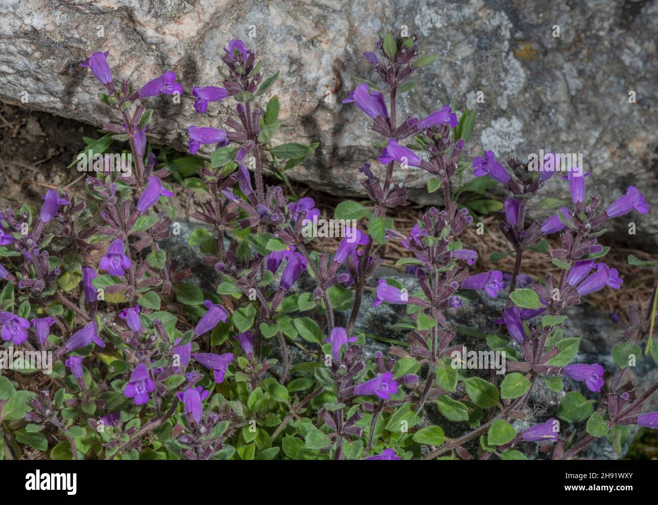 Alpino basilico-timo, Acinos alpino, in fiore oino calcareo Ledge, Alpi. Foto Stock