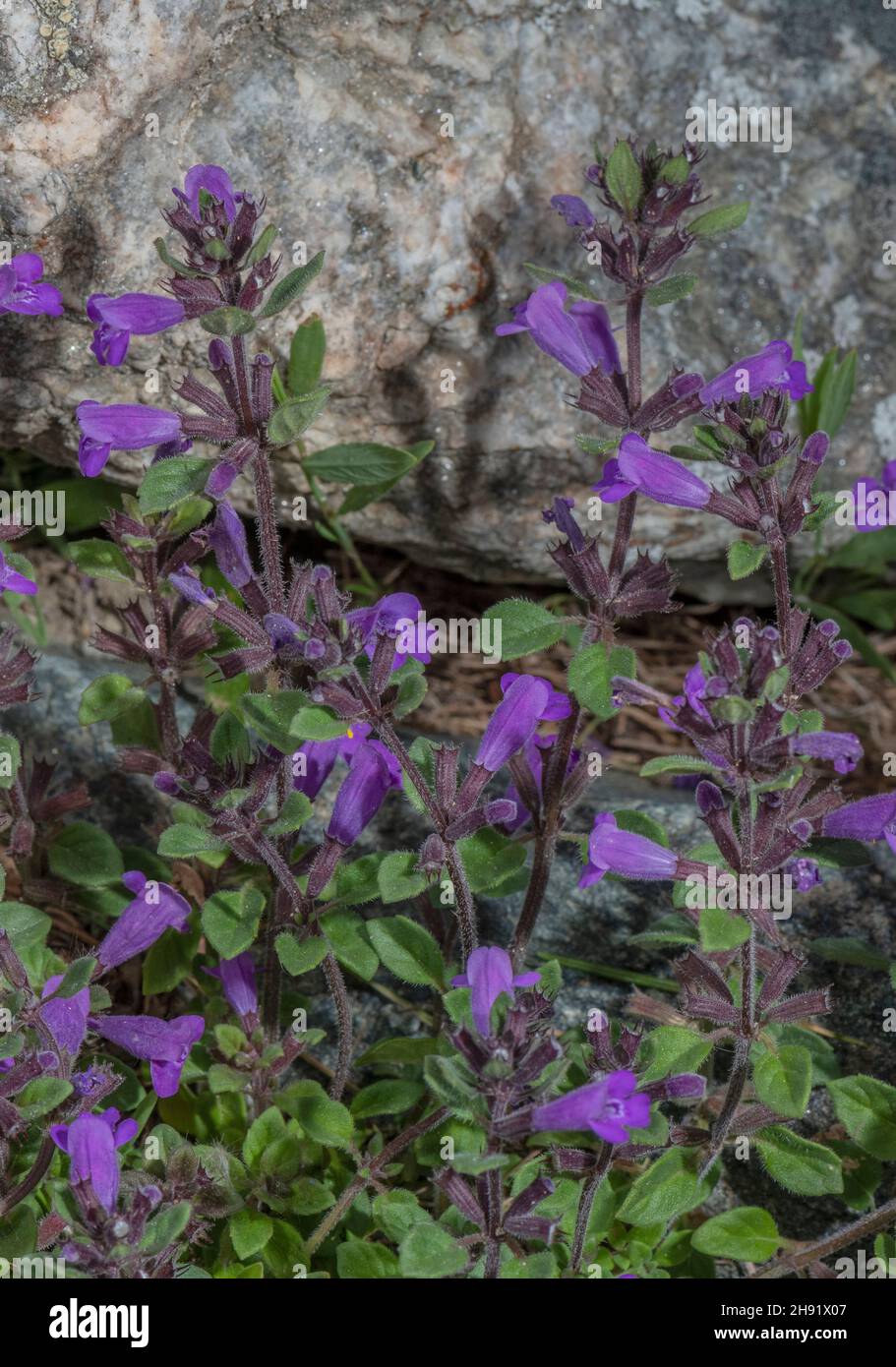 Alpino basilico-timo, Acinos alpino, in fiore oino calcareo Ledge, Alpi. Foto Stock