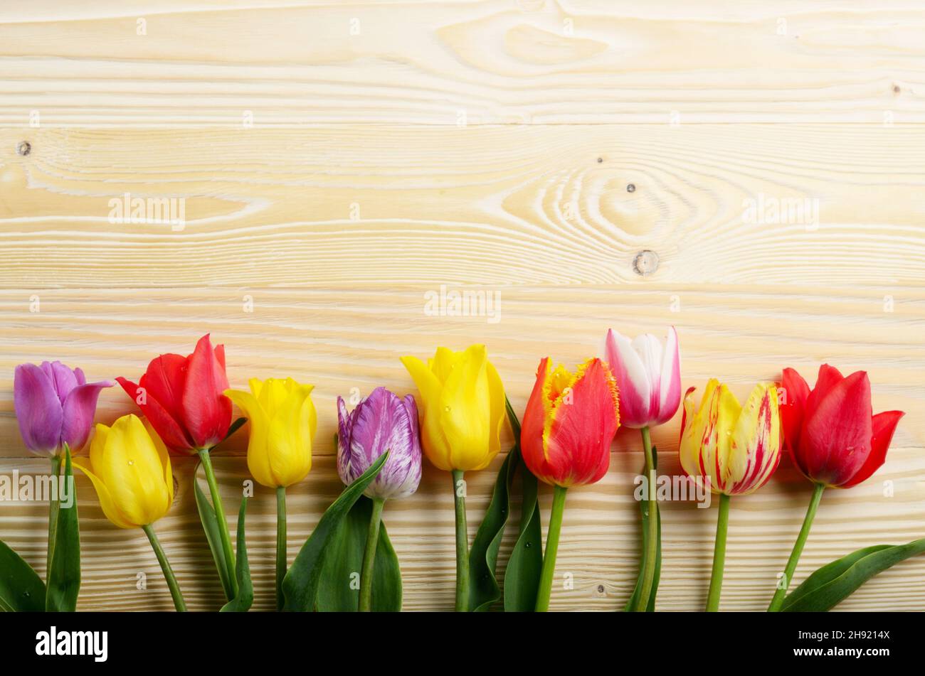Tulip colorati fiori sul tavolo di legno sfondo con spazio per il testo Foto Stock
