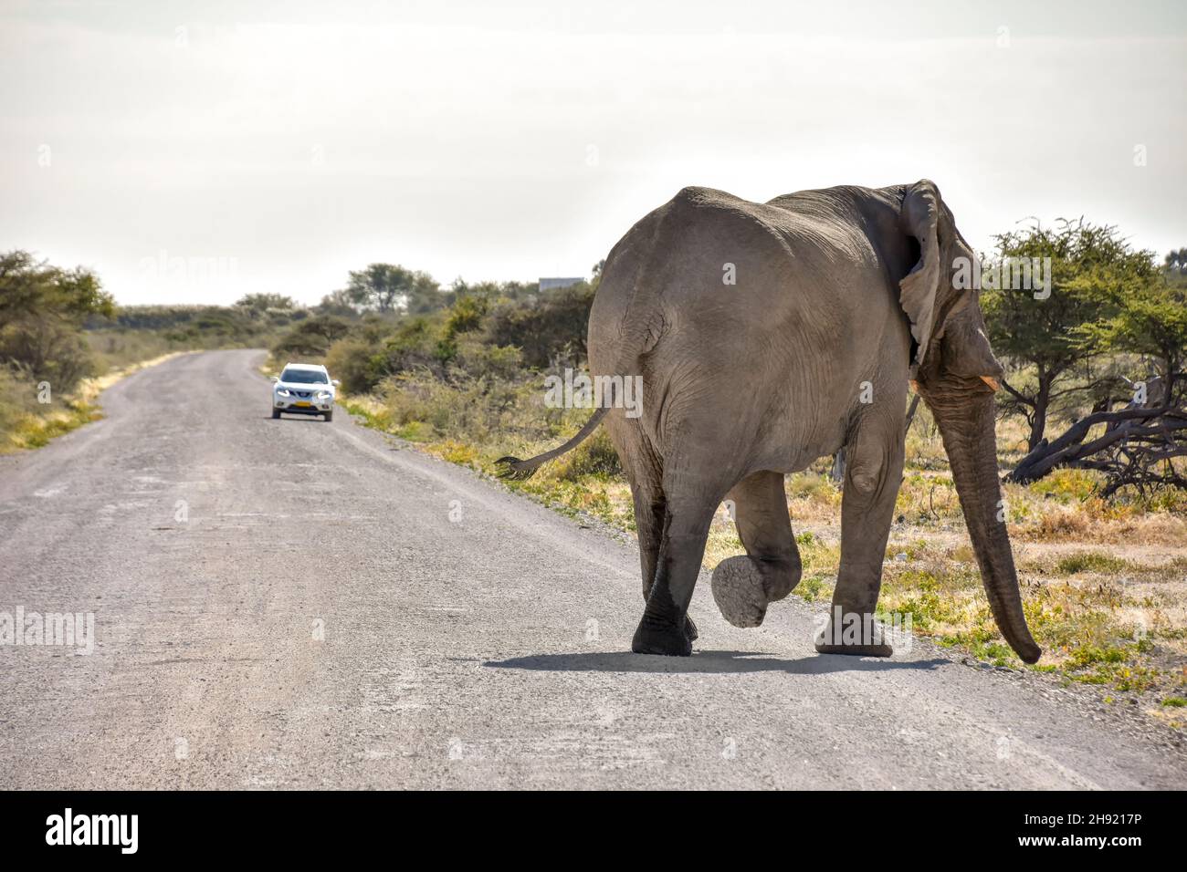 Il retro di un impressionante elefante maschio che cammina in Etosha Namibia lontano dalla strada con un veicolo in lontananza Foto Stock