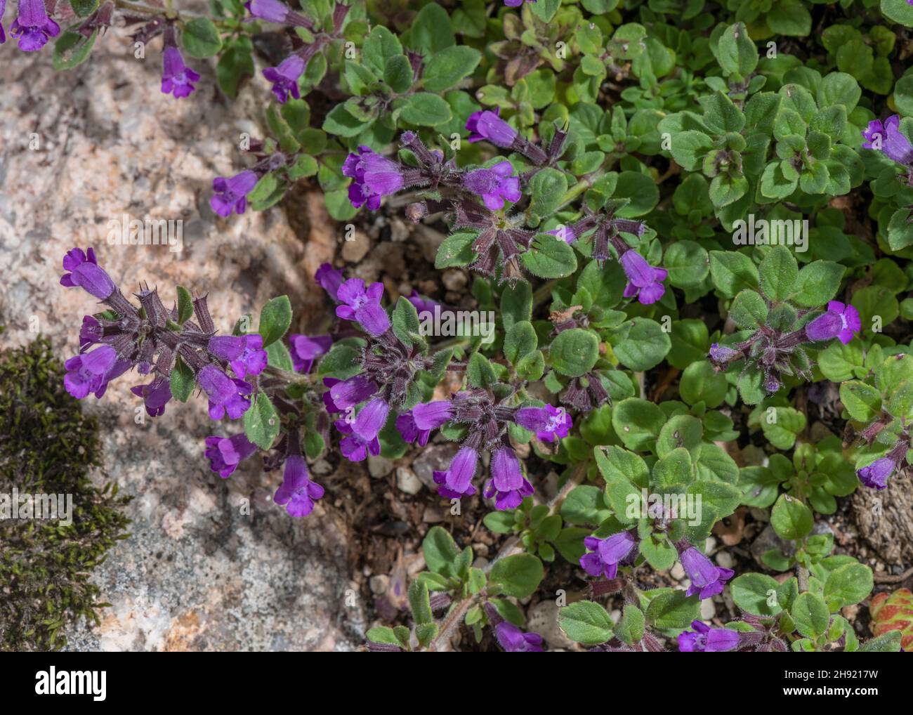 Basilico-timo alpino, Calamintha alpina, in fiore sul pendio calcareo, Alpi. Foto Stock