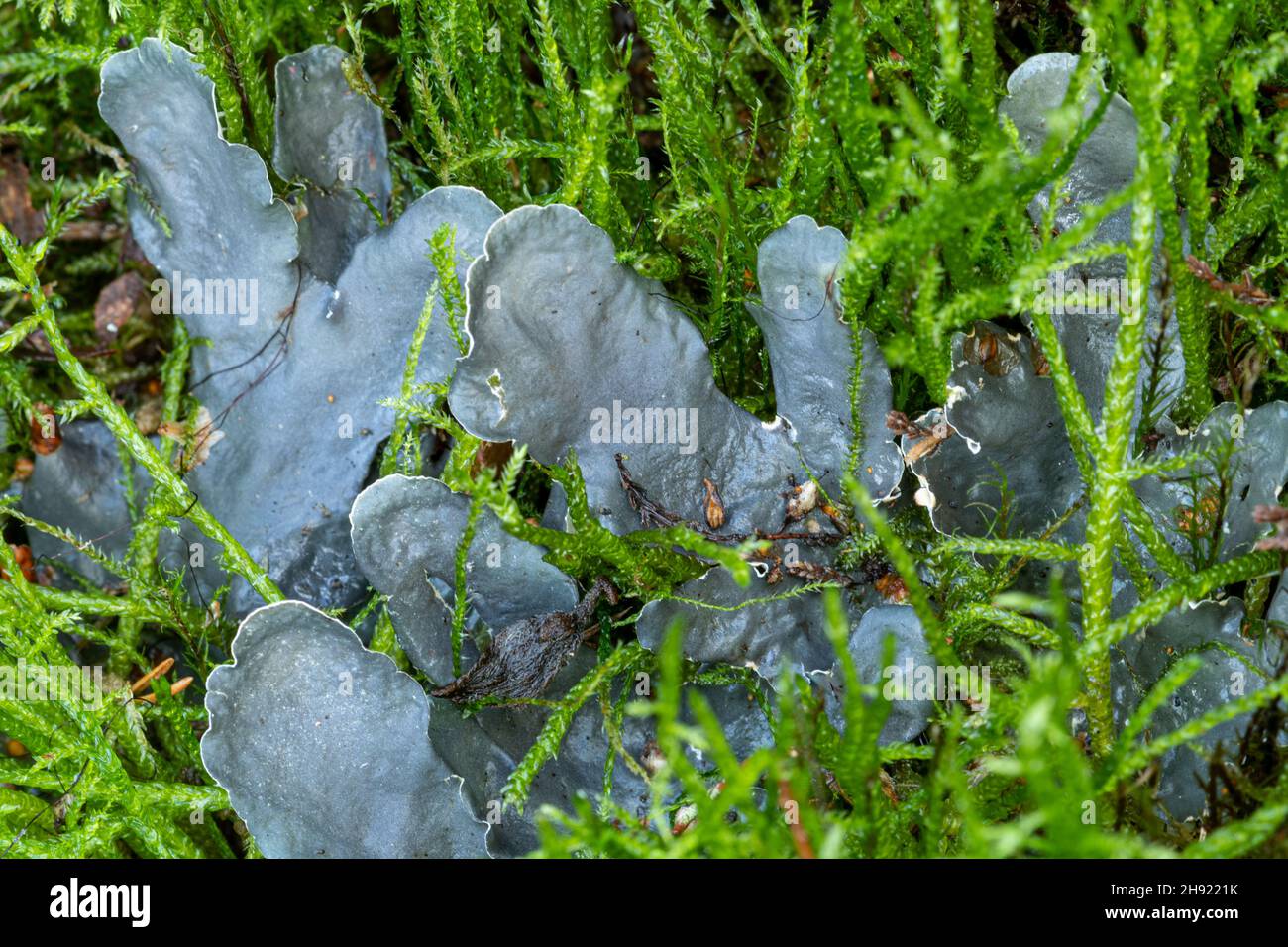 Lichen cane comune (Peltigera membranacea) che cresce tra muschio su brughiera sabbiosa in Surrey, Inghilterra, Regno Unito Foto Stock