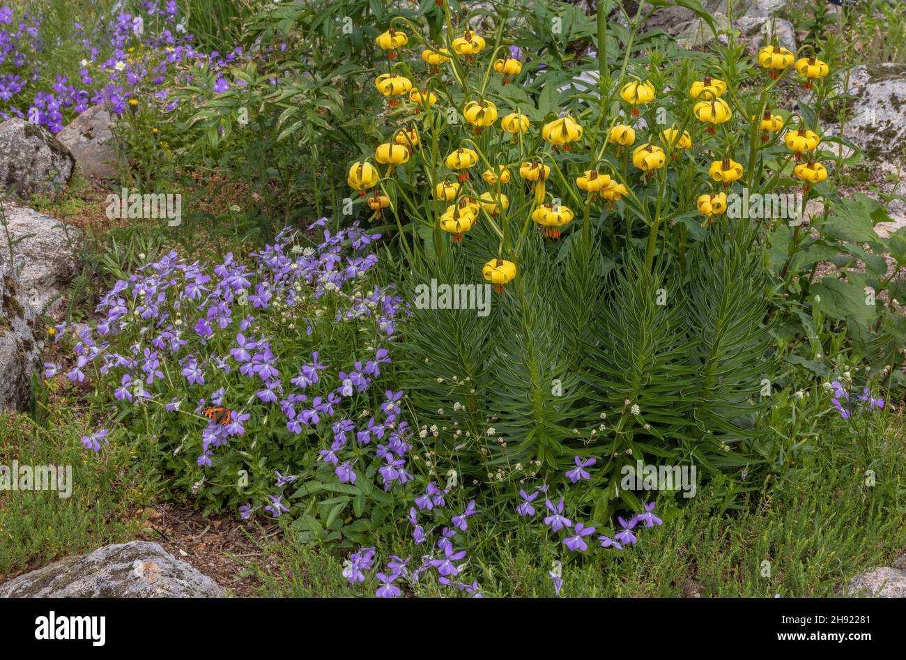Giglio dei Pirenei, Lilium pyrenaicum, e Panzy ornato, Viola cornuta in giardino a tema pirenese. Foto Stock