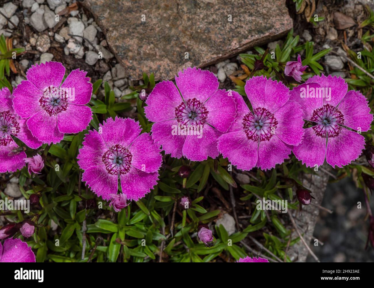 Rosa Alpino, Dianthus alpinus, in fiore. Alpi Orientali. Foto Stock