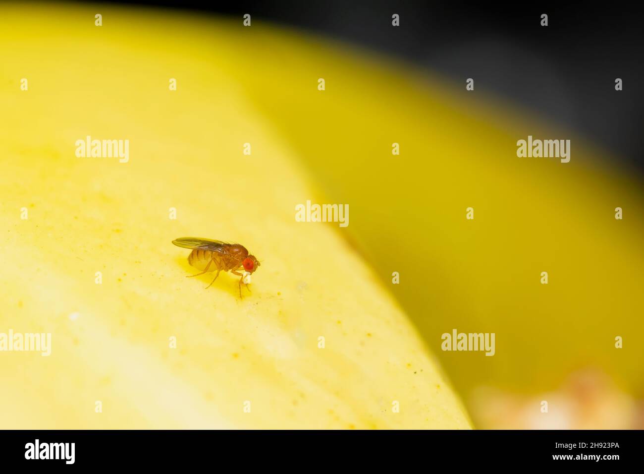 Macro foto di frutta mosca insetto Drosophila melanogaster sul frutto della banana. Messa a fuoco selettiva utilizzata. Foto Stock