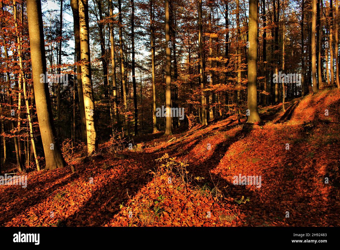 Foresta autunnale, legno autunnale con tronchi d'albero che gettano lunghe ombre e una coperta rossa di foglie viste al tramonto (Uetliberg, Zurigo, Svizzera) Foto Stock