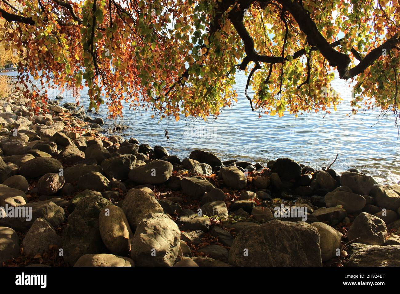 Albero autunnale sulle rive del lago di Zurigo (Svizzera). Riva del lago in autunno, bordo del lago alpino in autunno Foto Stock
