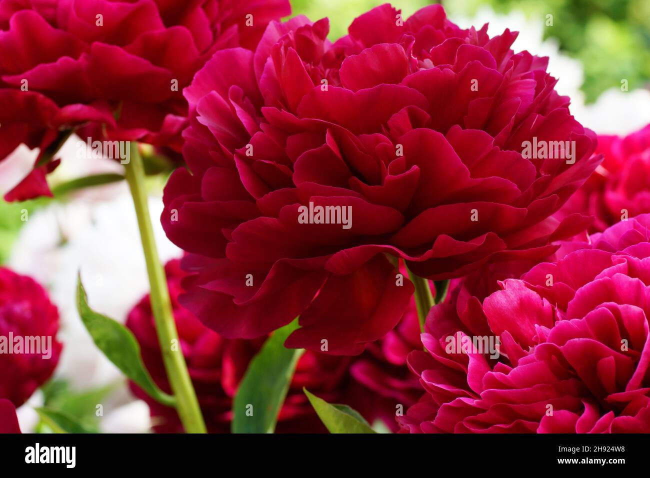 Paeonia Old Faithful. Doppio fiore rosso di peonia. Foto Stock