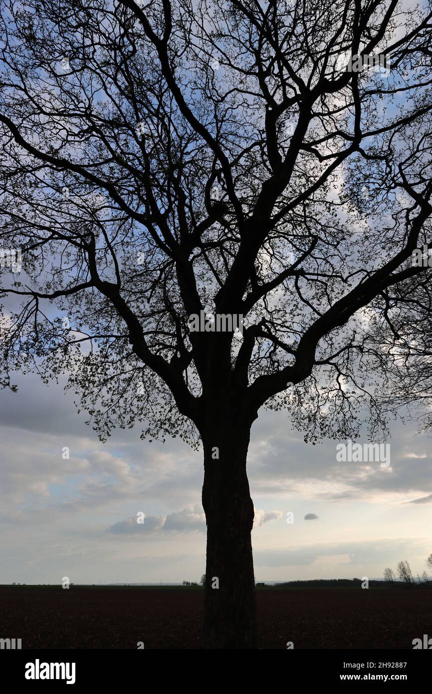 vista dal basso in un albero unleaved con ramificazione bella di fronte al cielo blu grigio Foto Stock