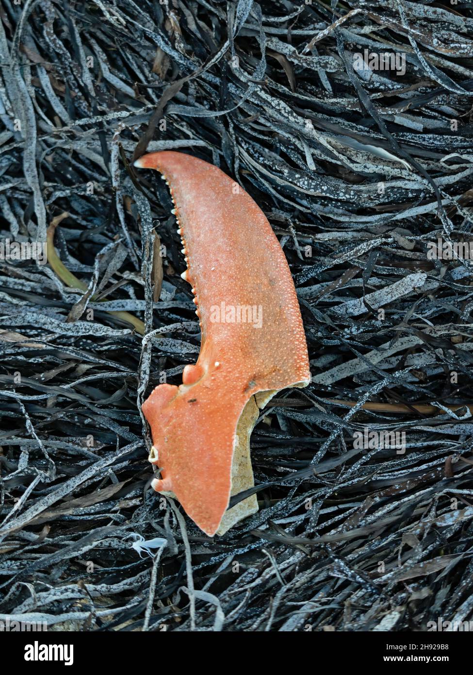 Primo piano di un pezzo di artiglio di granchio sulle alghe Foto Stock