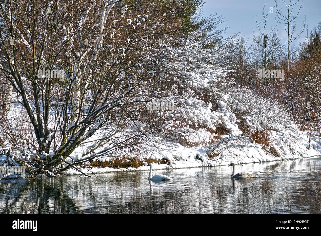 Swan nuoto nel lago in inverno Foto Stock