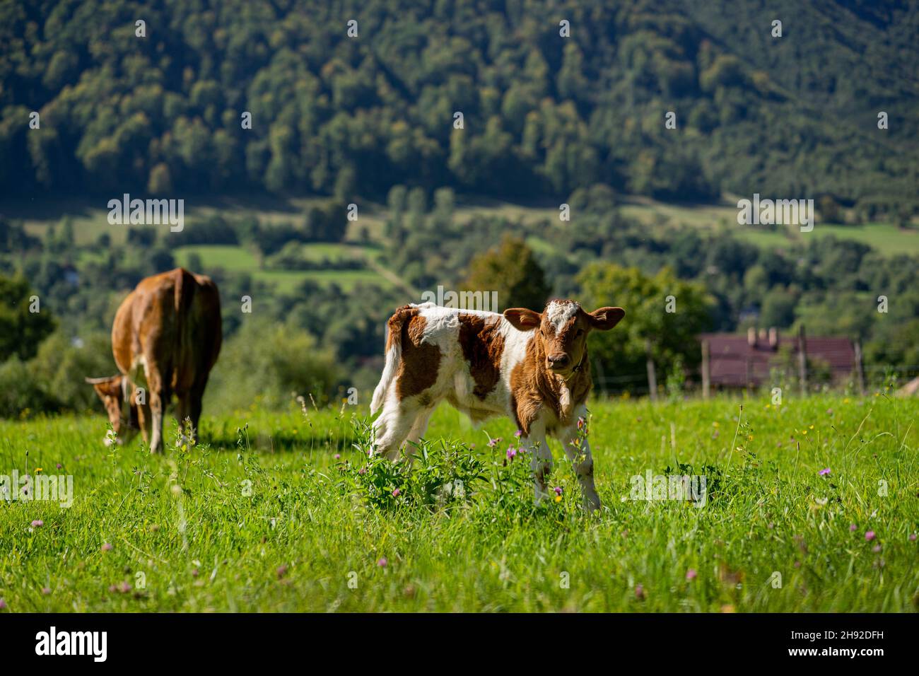 Vitello vicino alla madre, montagna rumena Foto Stock