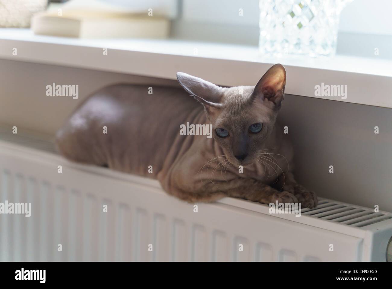 Riscaldamento del gatto Sphynx sulla batteria. Cat liying on heating radiator on freddo giorno. Calore e comfort Foto Stock